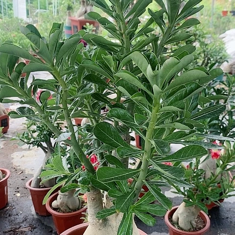 【闪购商品】无花朵小****龙