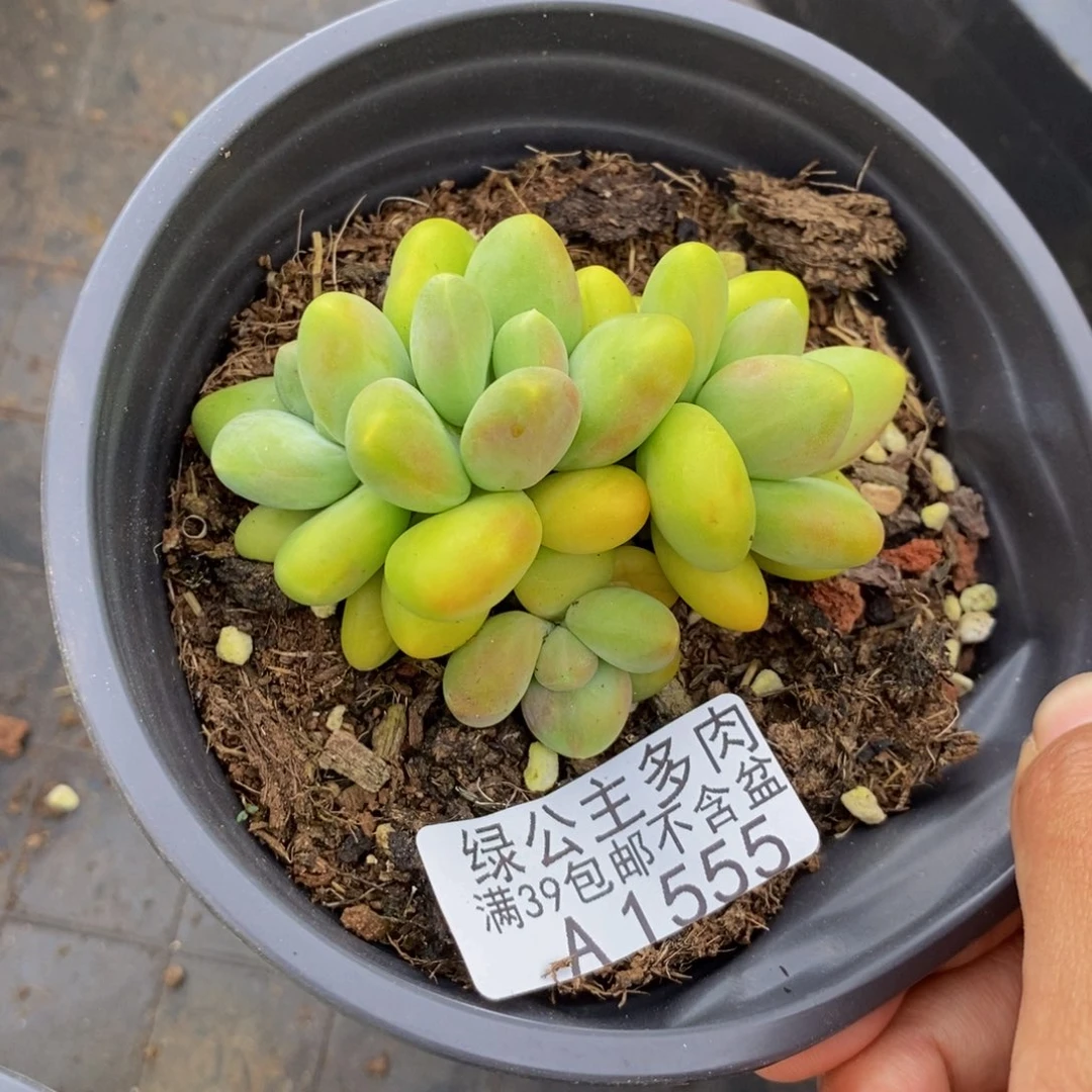 555芒果奶kk奶多肉6cm