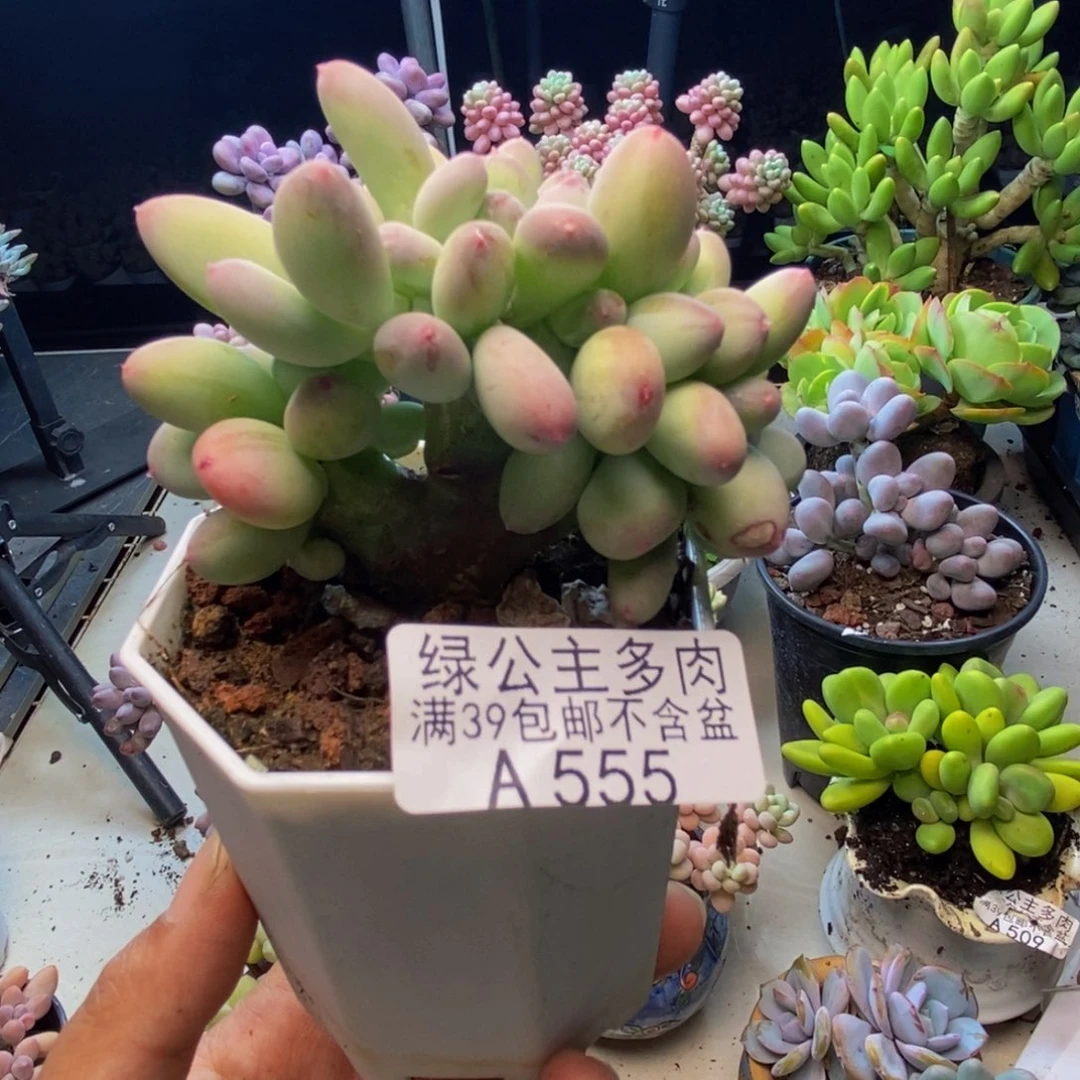 555苹果奶四代缀7cm