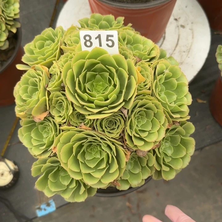 多肉植物绿玫瑰815