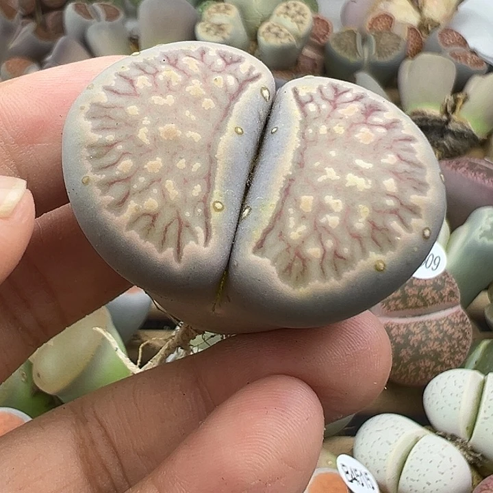 4527巨型菊微瑕福利