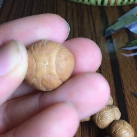 【闪购商品】手串凤眼菩提飞*麒麟三通