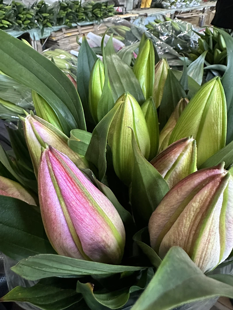 （粉天使百合）香水百合东北鲜花基地直发顺丰包邮