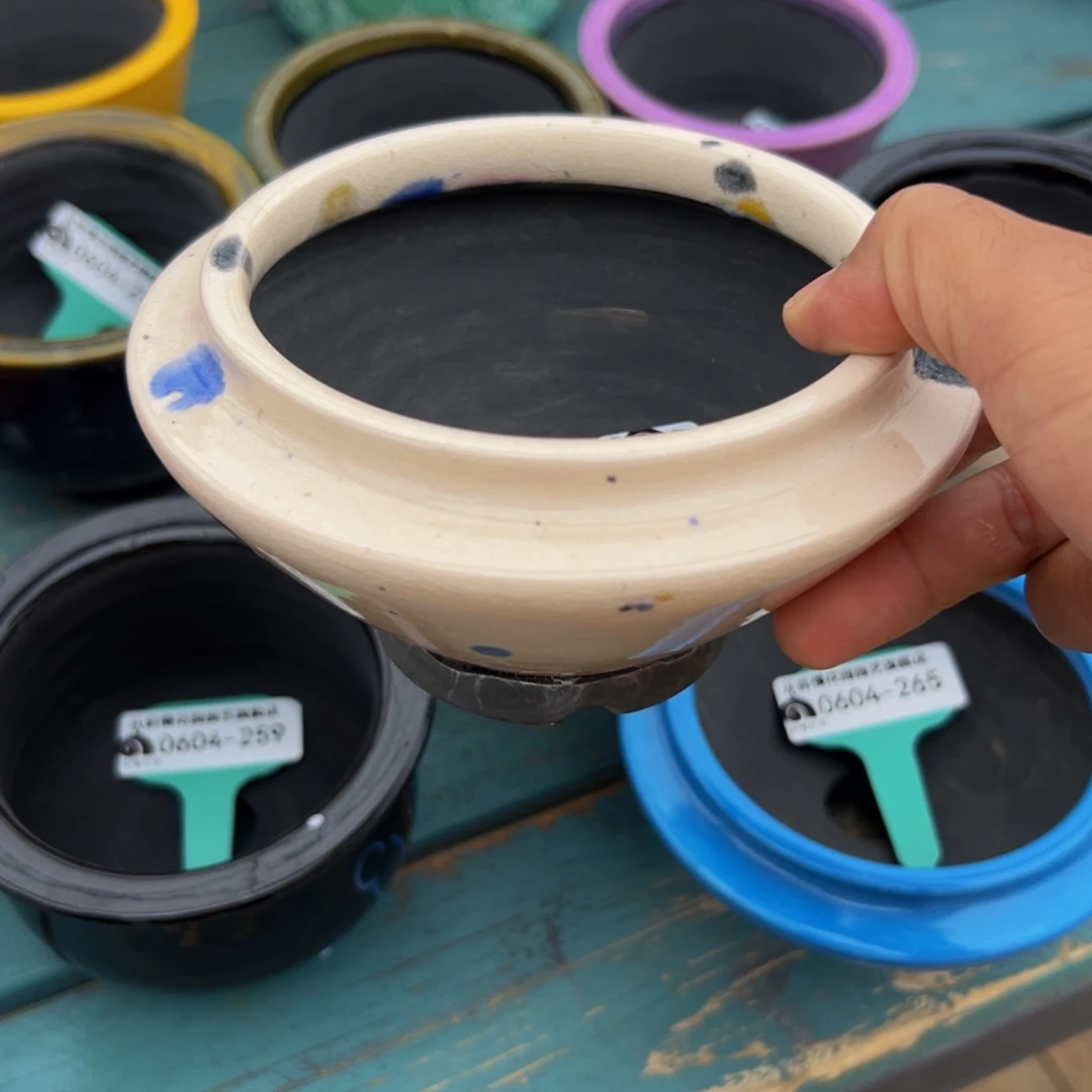 多肉一物一拍0604.266