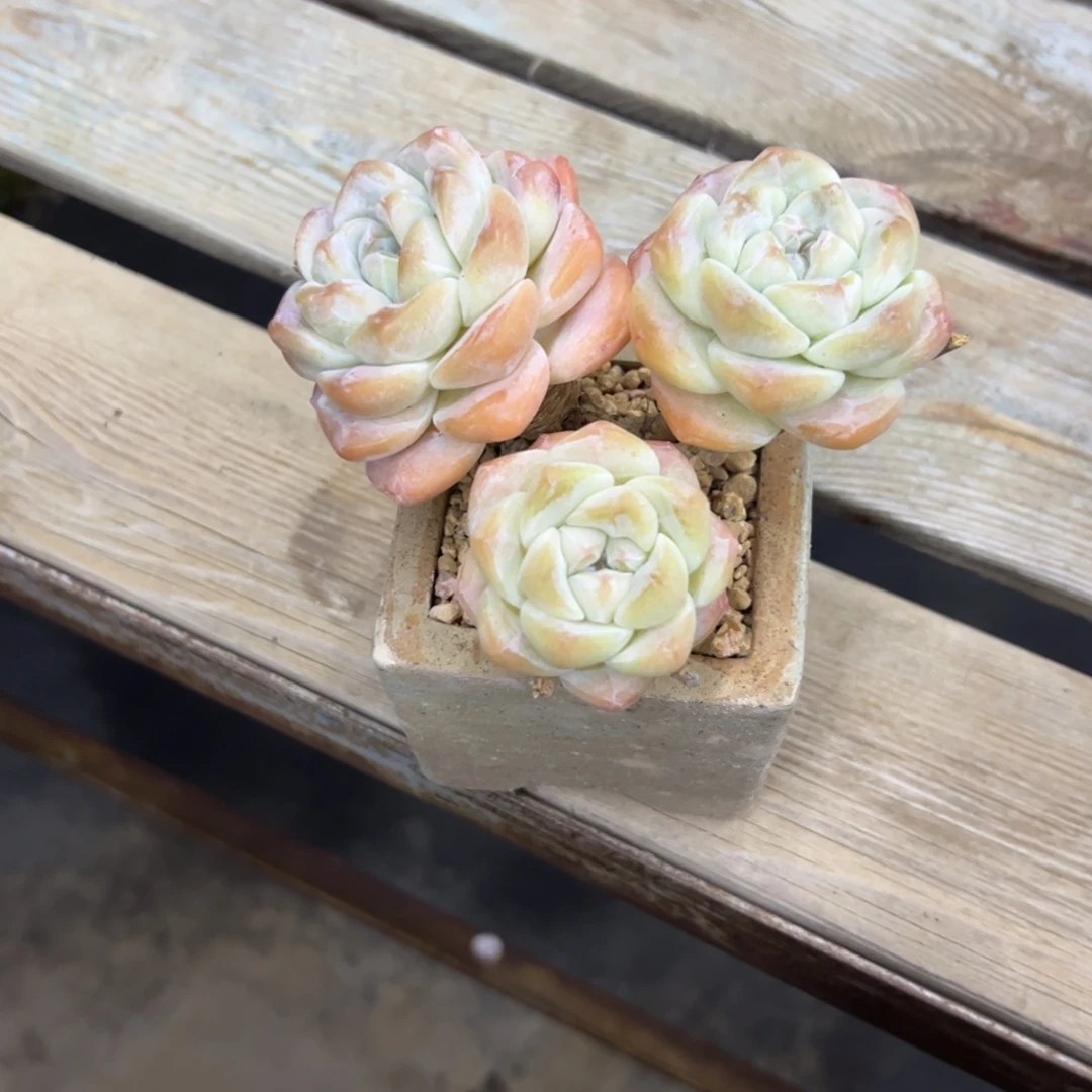 不***谷冰玉18 零零多肉植物