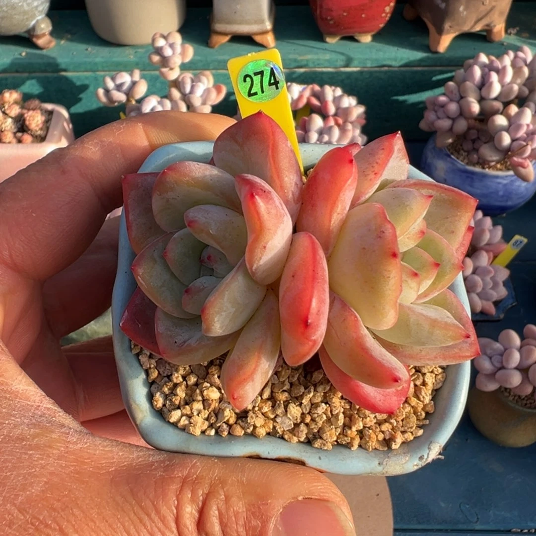 274号泡芙老桩无砍