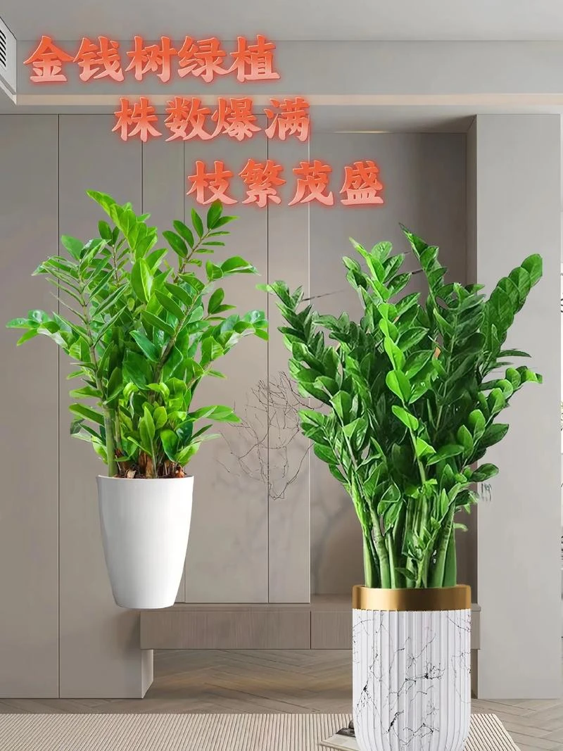 招财进宝.金钱树绿植盆栽