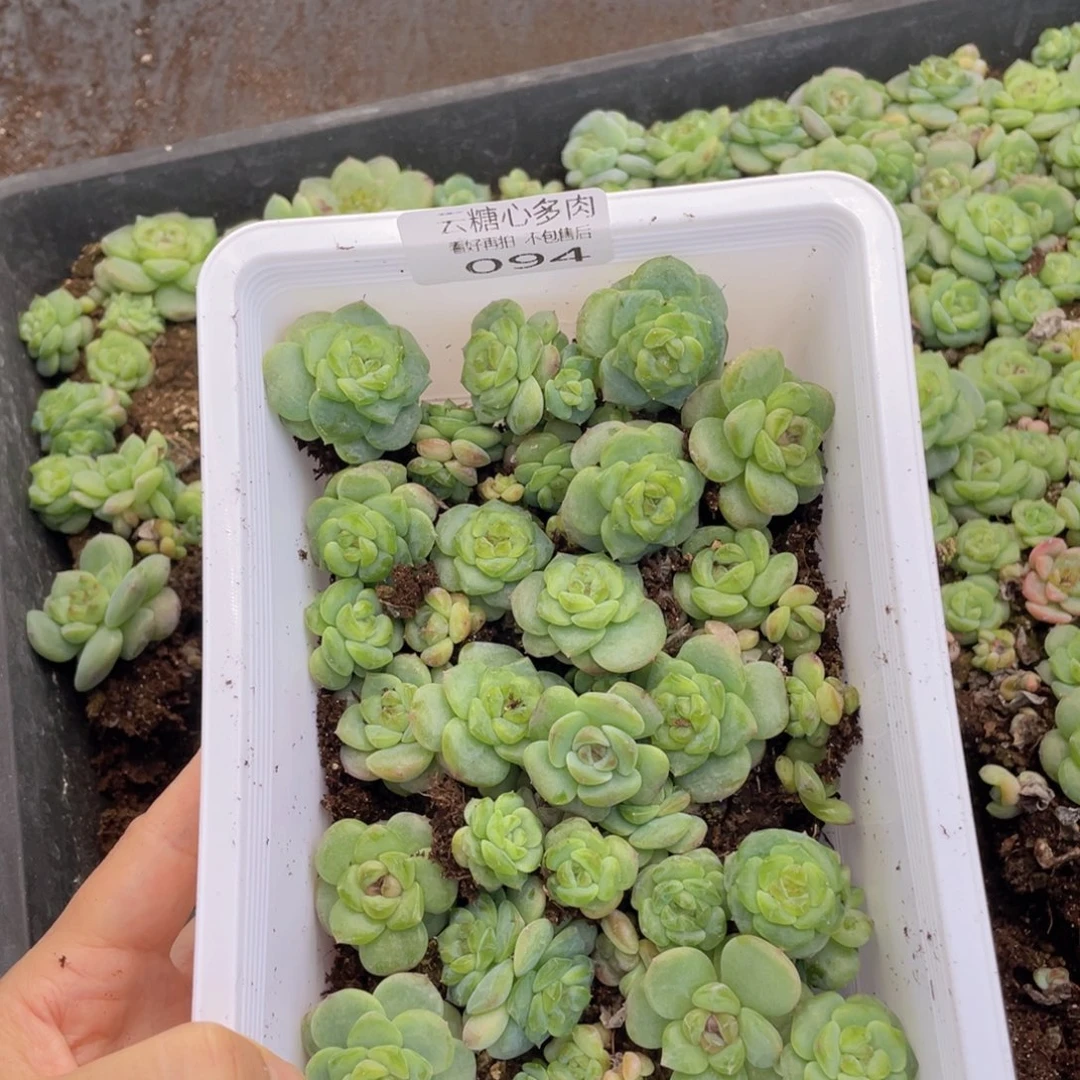 云糖心多肉植物094
