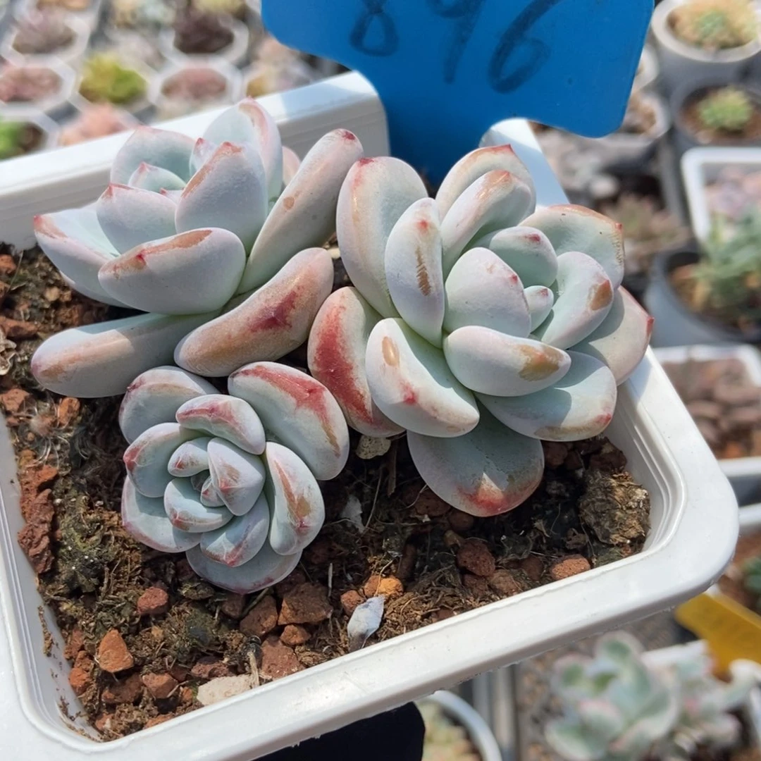 896星星雪多肉植物保护