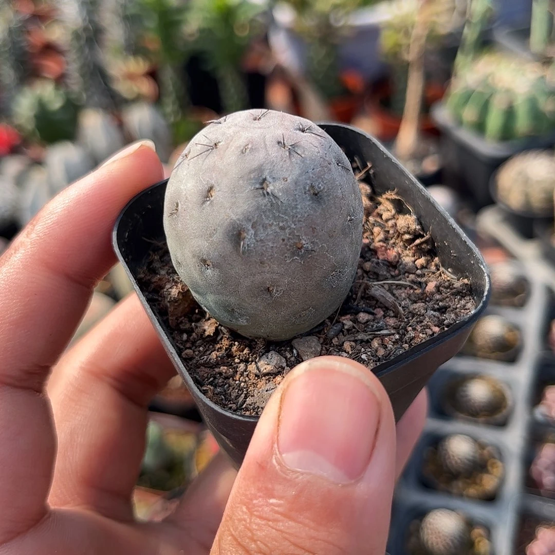 习志野单头发货单头发