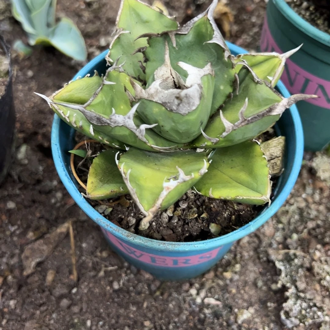 立可白仁王冠龙舌兰植物