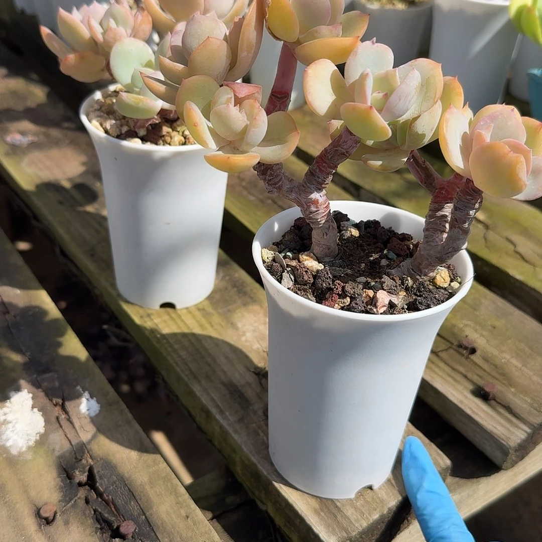 入***师白凤多肉植物一颗