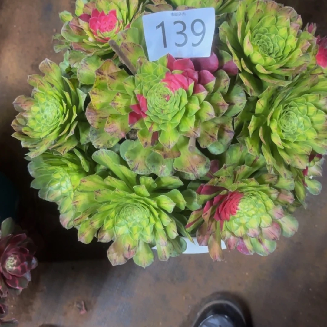 哈哈多肉葡萄福利多多139