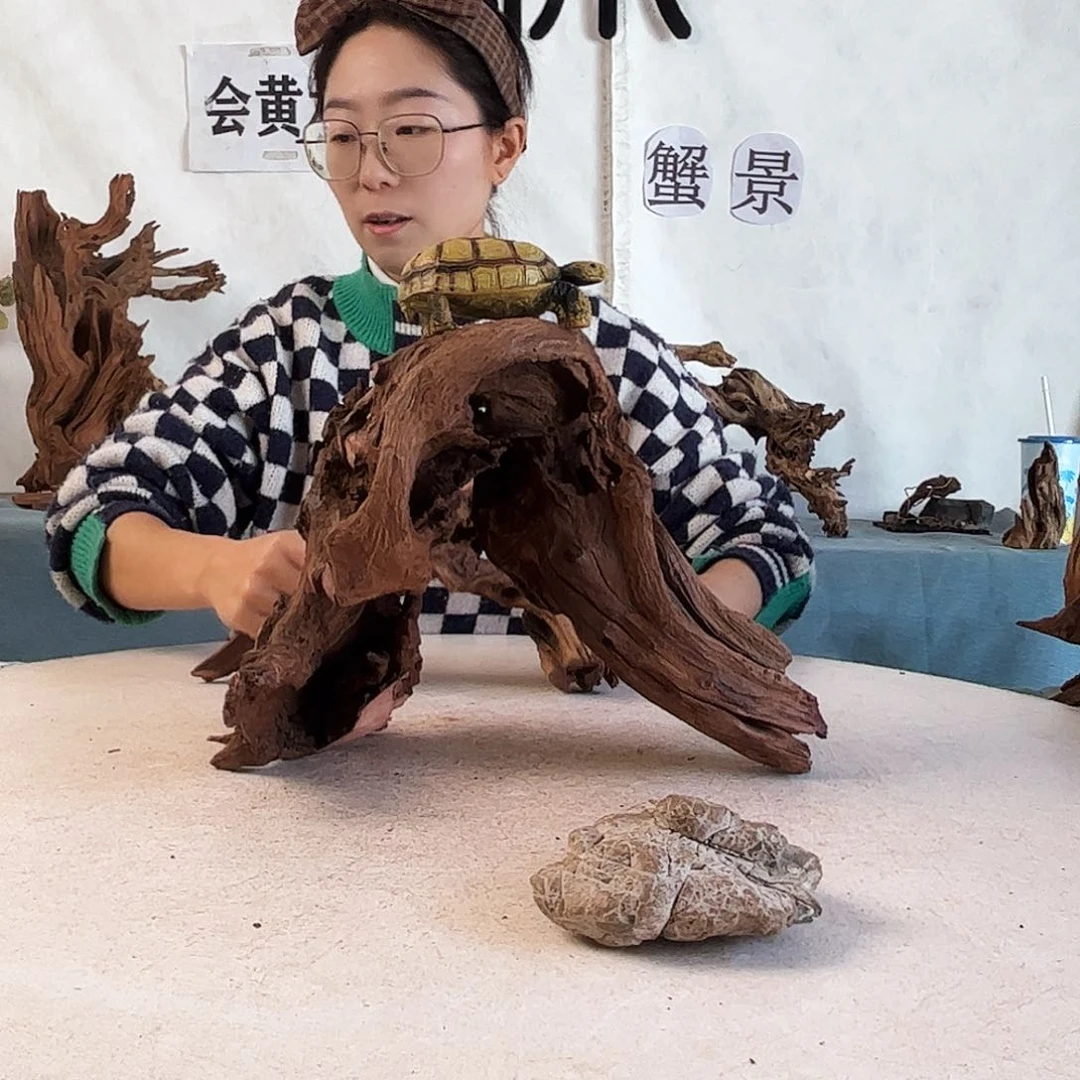 周末福利沉木造景寄居蟹造景