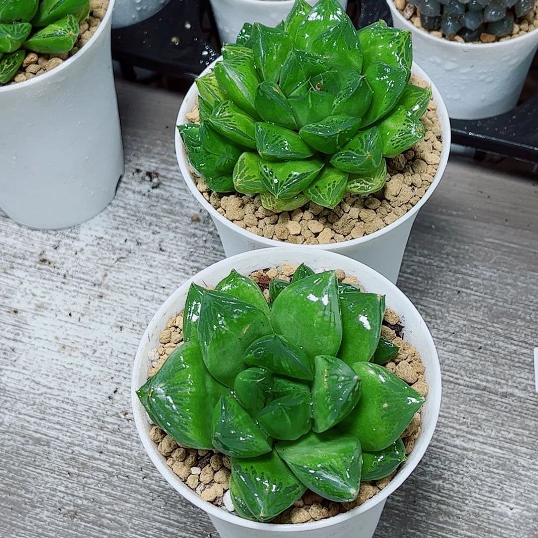 宝草玉露一勿一拍