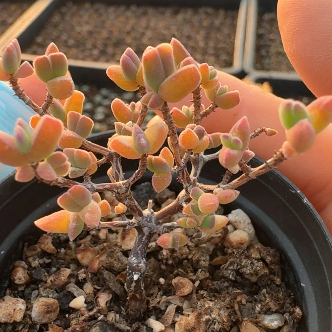 593蟹钳枝干带盆土发货