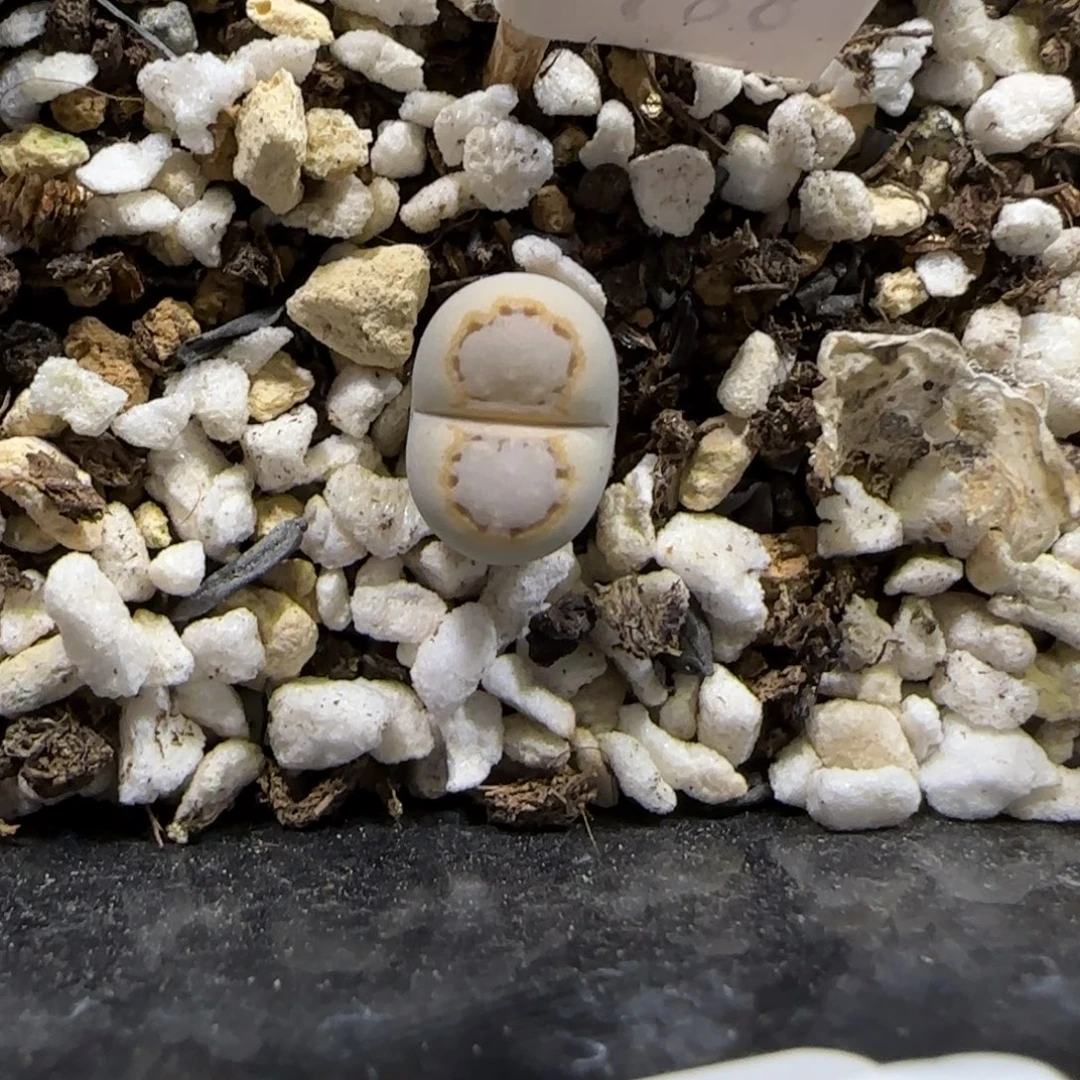 11.1。  216饼干。  2028