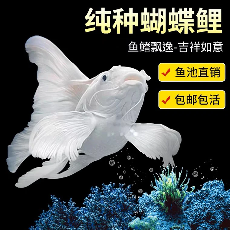 纯种蝴蝶鲤观赏鱼好养耐活