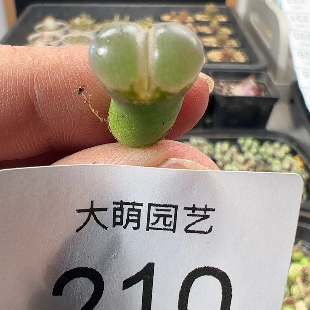一物一拍。      210