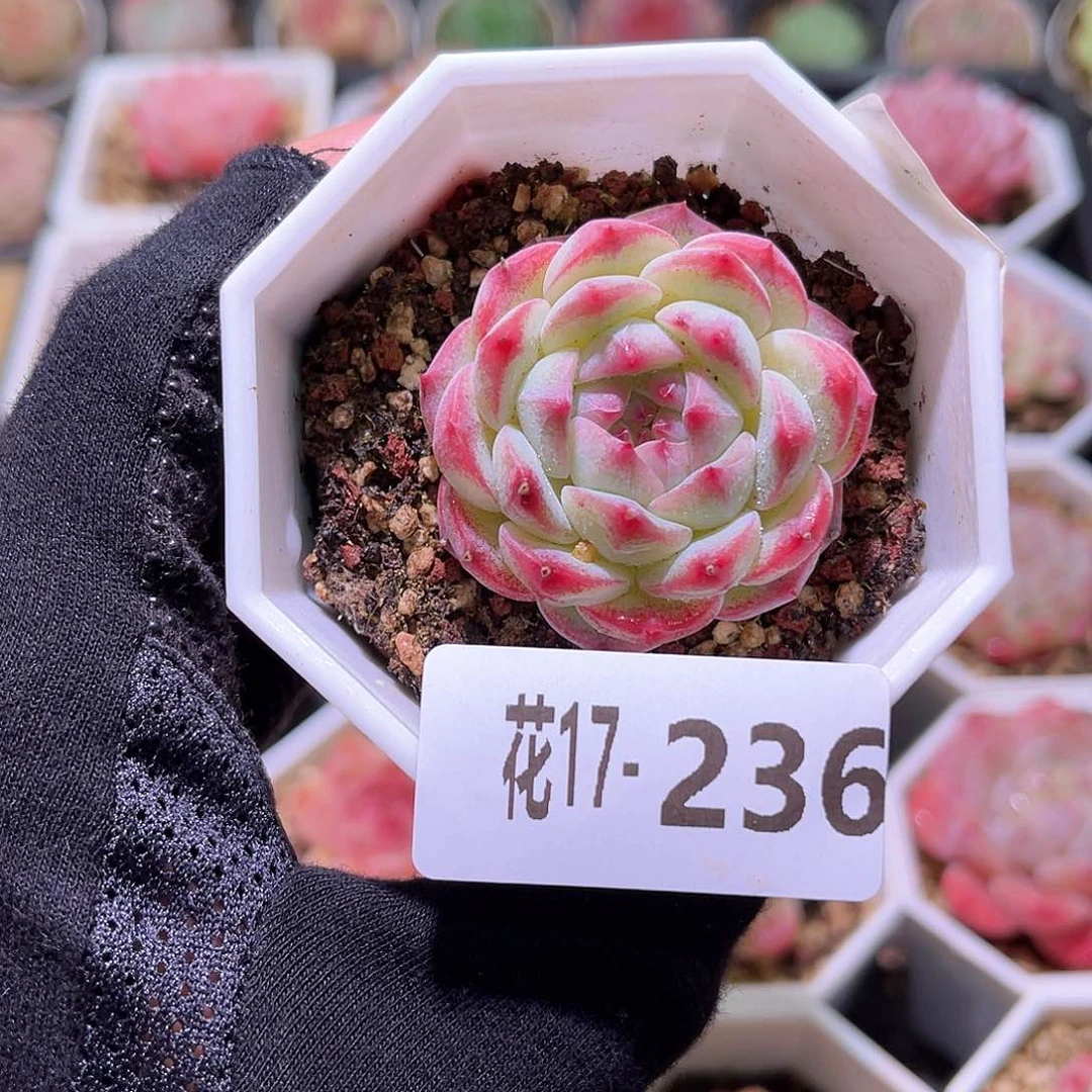 花利美17-236精选糖心