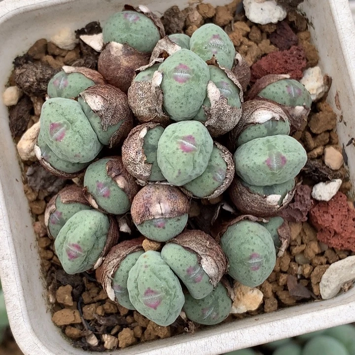 精品多肉植物精品多肉