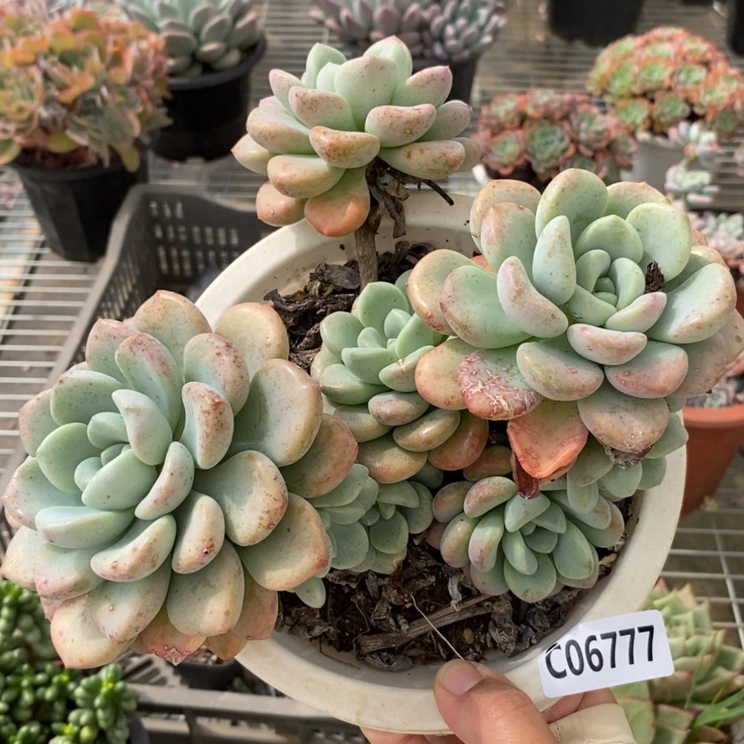 6777花斑露老桩一物一拍