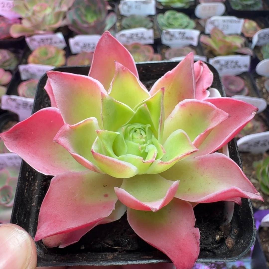 楹楹-414-冠幅  7CM