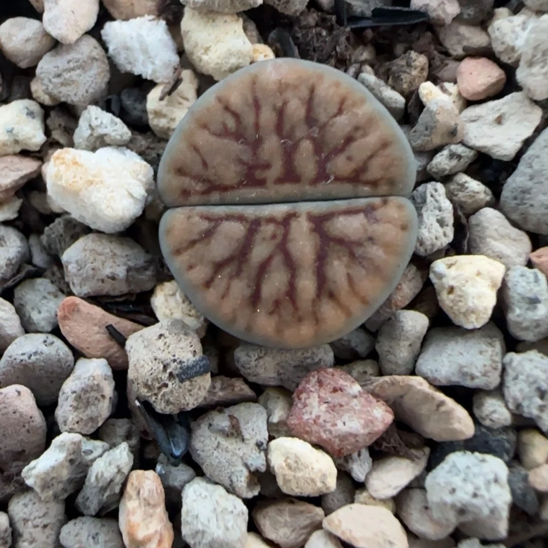 橙底红纹线招福带盆土