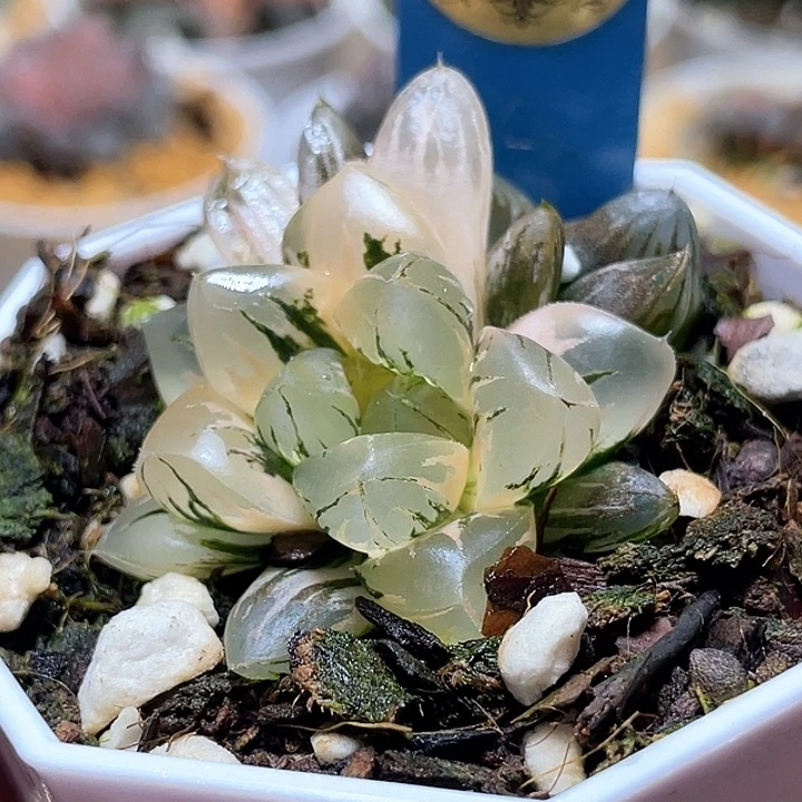 515完美北極錦一物一拍