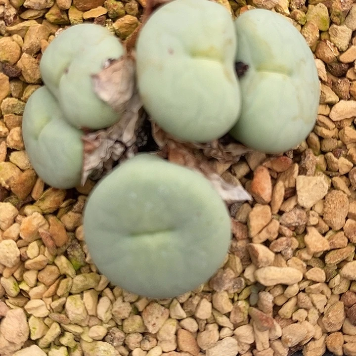 31108大型嘟嘴一群