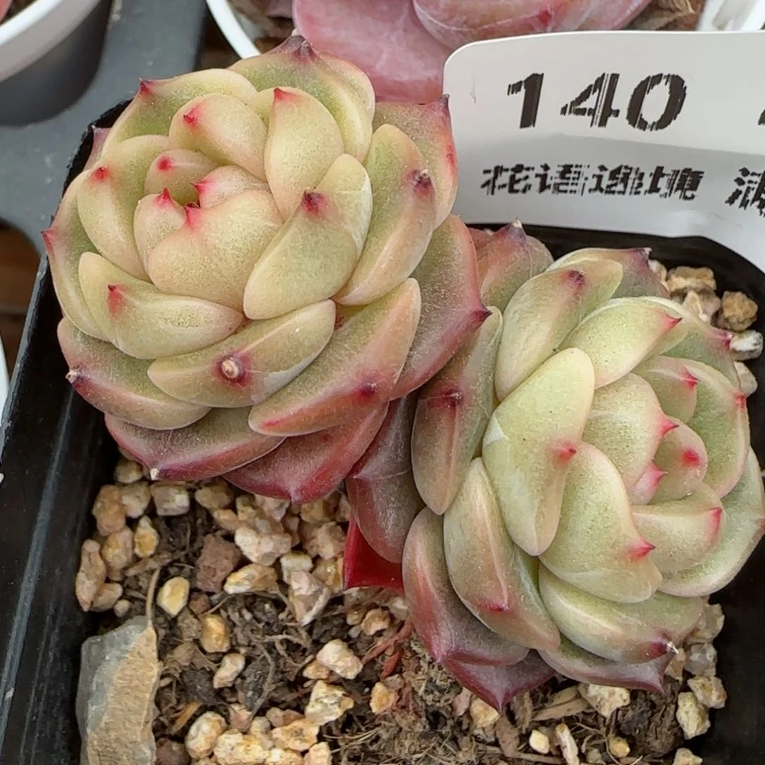 花语逸镜0203-140