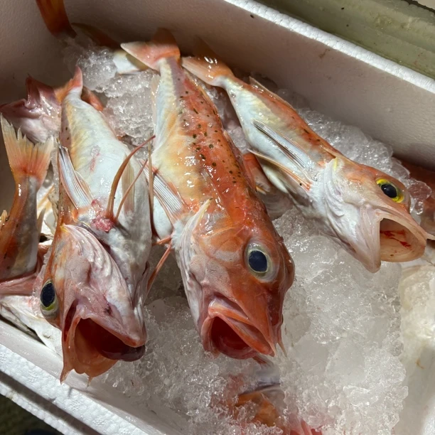 广东汕尾本港海钓（红角鱼）