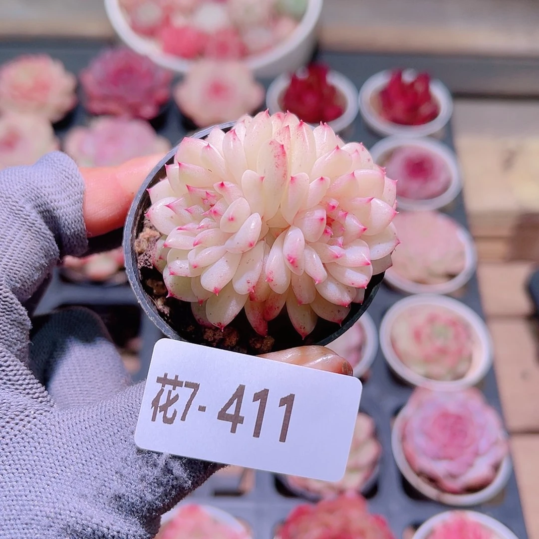 花07-411麦秆双头