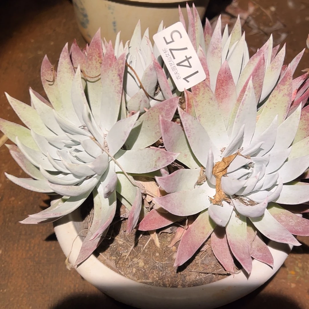 O*白衣圣徒仙女杯多肉。