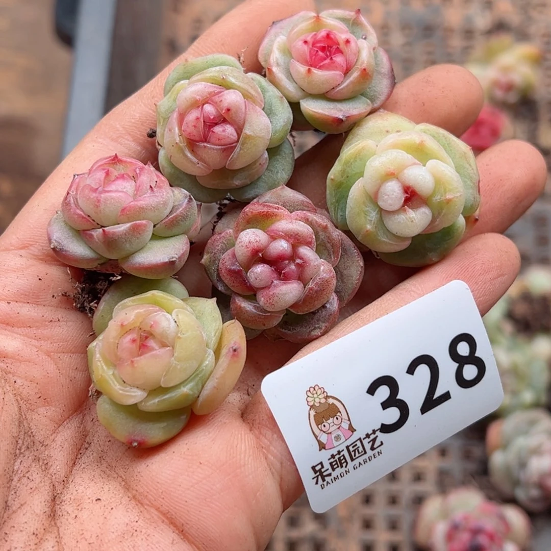 颖多肉植物多肉植物