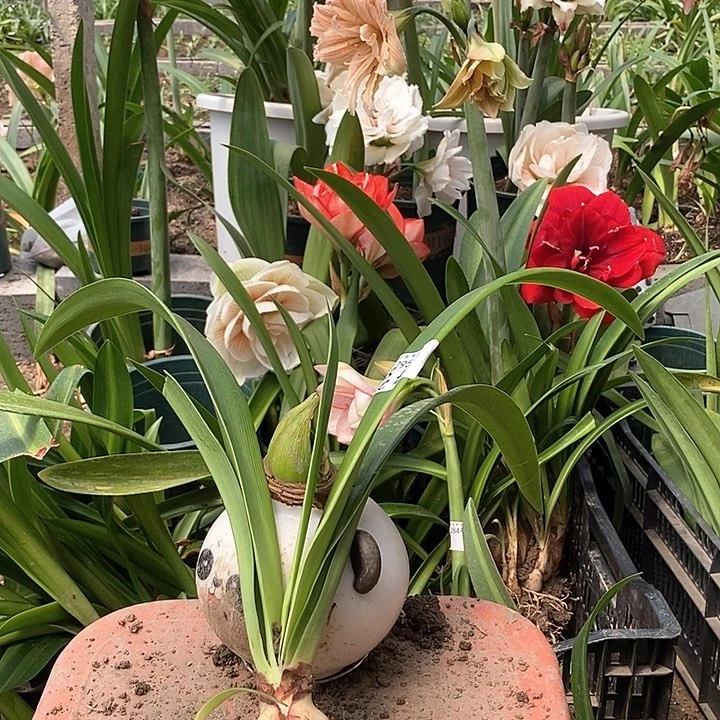 贵妇朱顶红坨坨朱295号