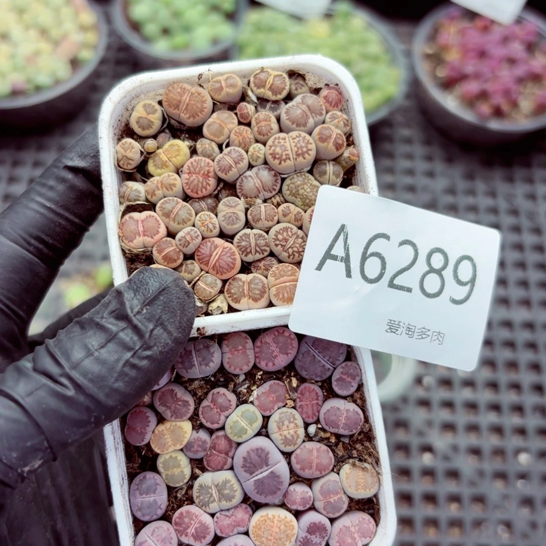 6289—生石花 生石花