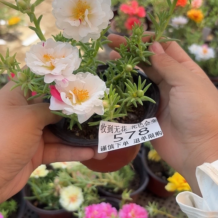 无花朵578超小苗盆口10cm