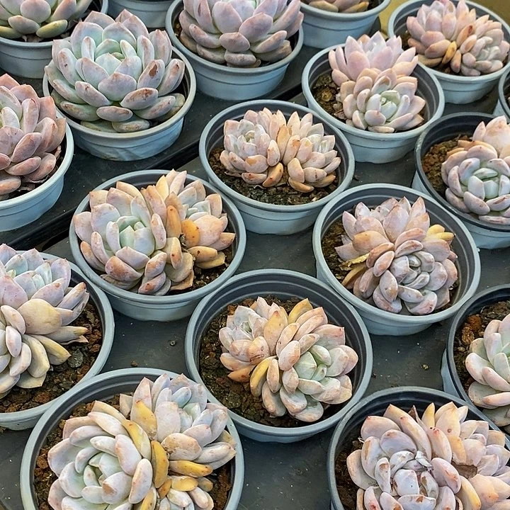 双头橙梦露福利多多