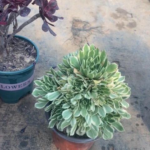 艳宁多肉植物010