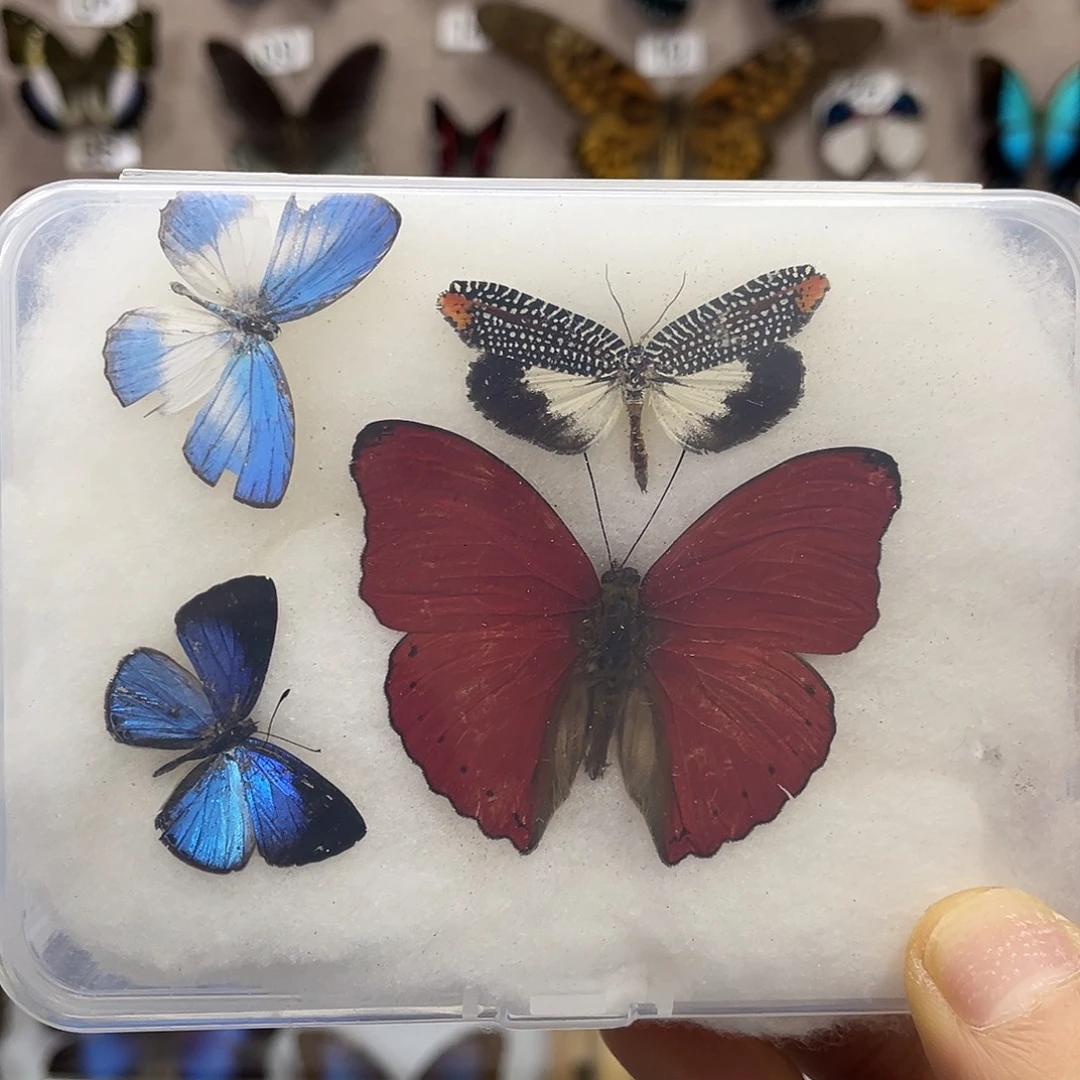 有机玻璃蝴蝶标本