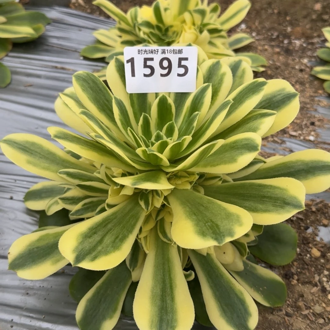 俊*1595辛尼亚多肉