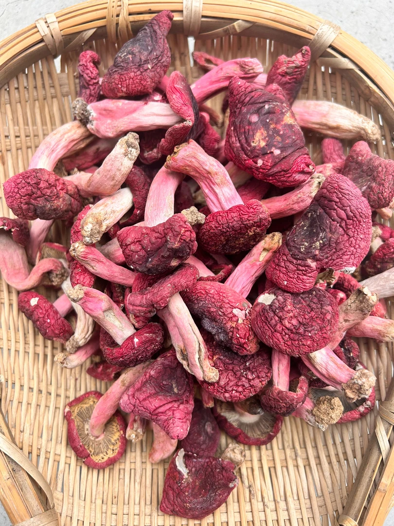 微开伞蓝底红菇 广西浪水红菇正宗土特产适合孕产妇食补新货