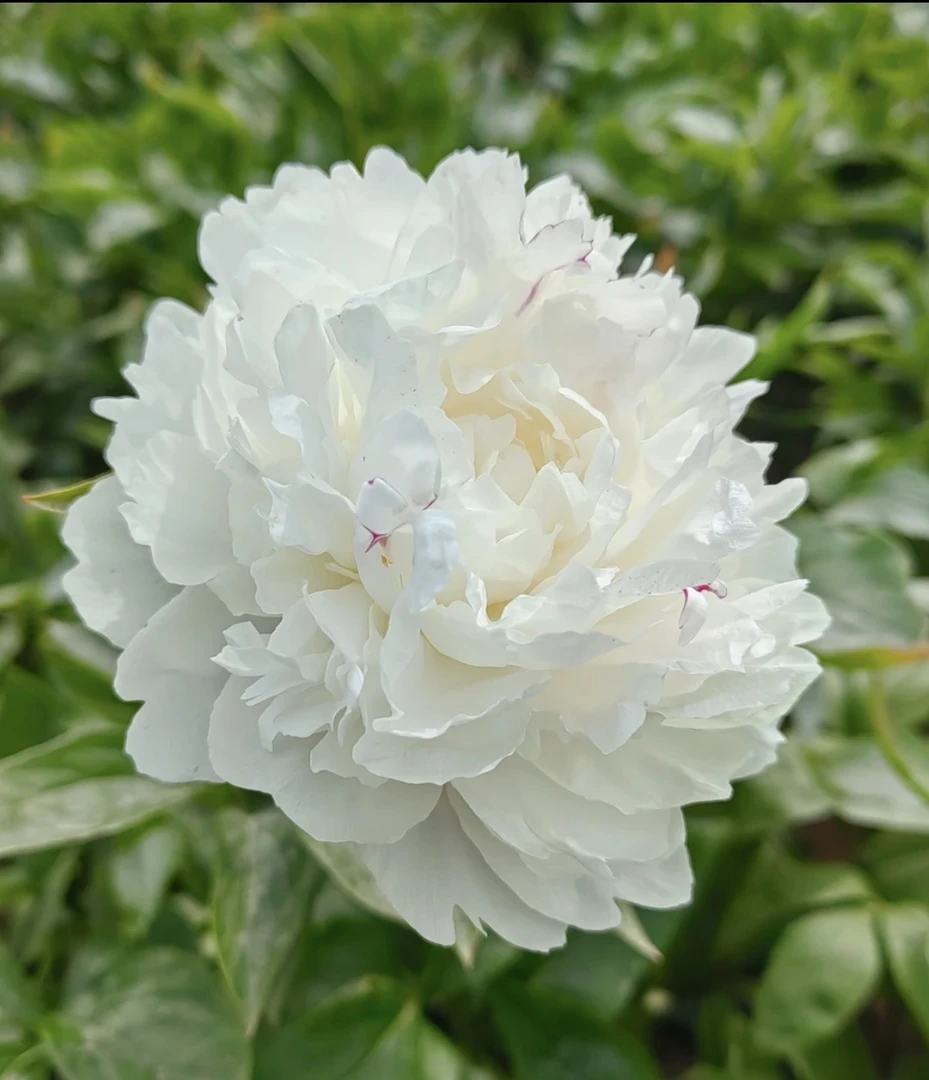 【杨妃出浴】重瓣芍药花苗可盆栽可地栽基地直发