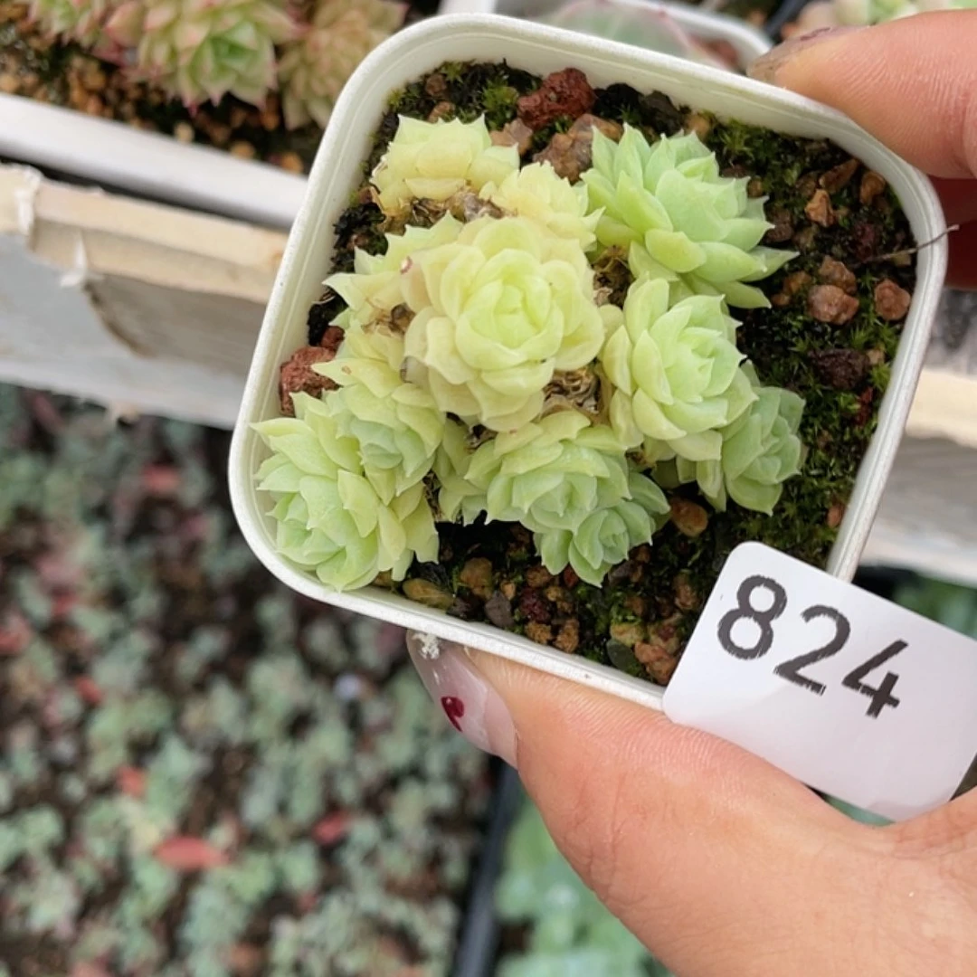 824。白玫瑰麦秆。