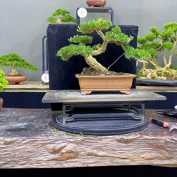 无花朵黄杨盆景四季常青