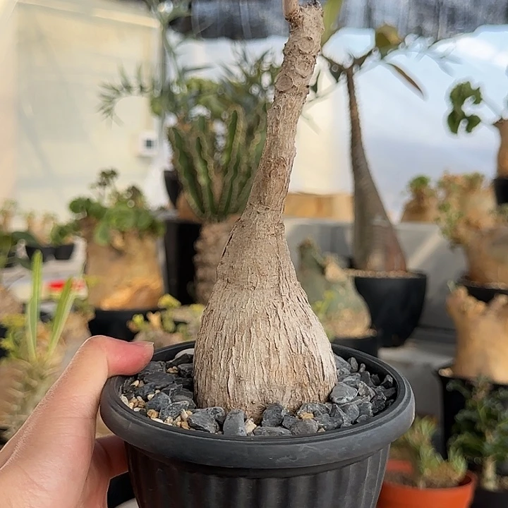 旅***中奇异油甘带盆土发货不退不换