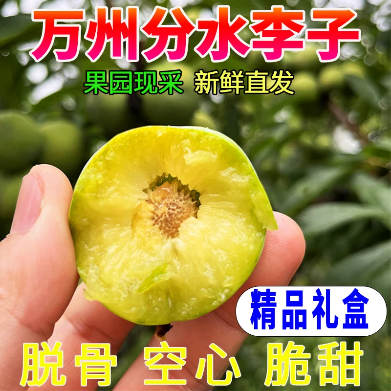万州分水青脆李【顺丰空运礼盒】高山脆李重庆特产果园直采新鲜水果