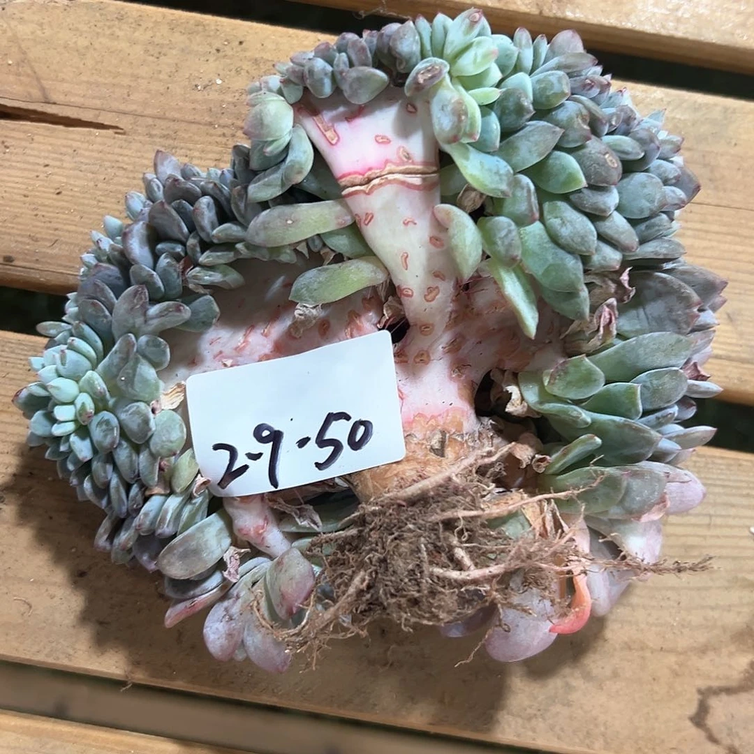 2.9-50橙子缀化多肉瑕疵