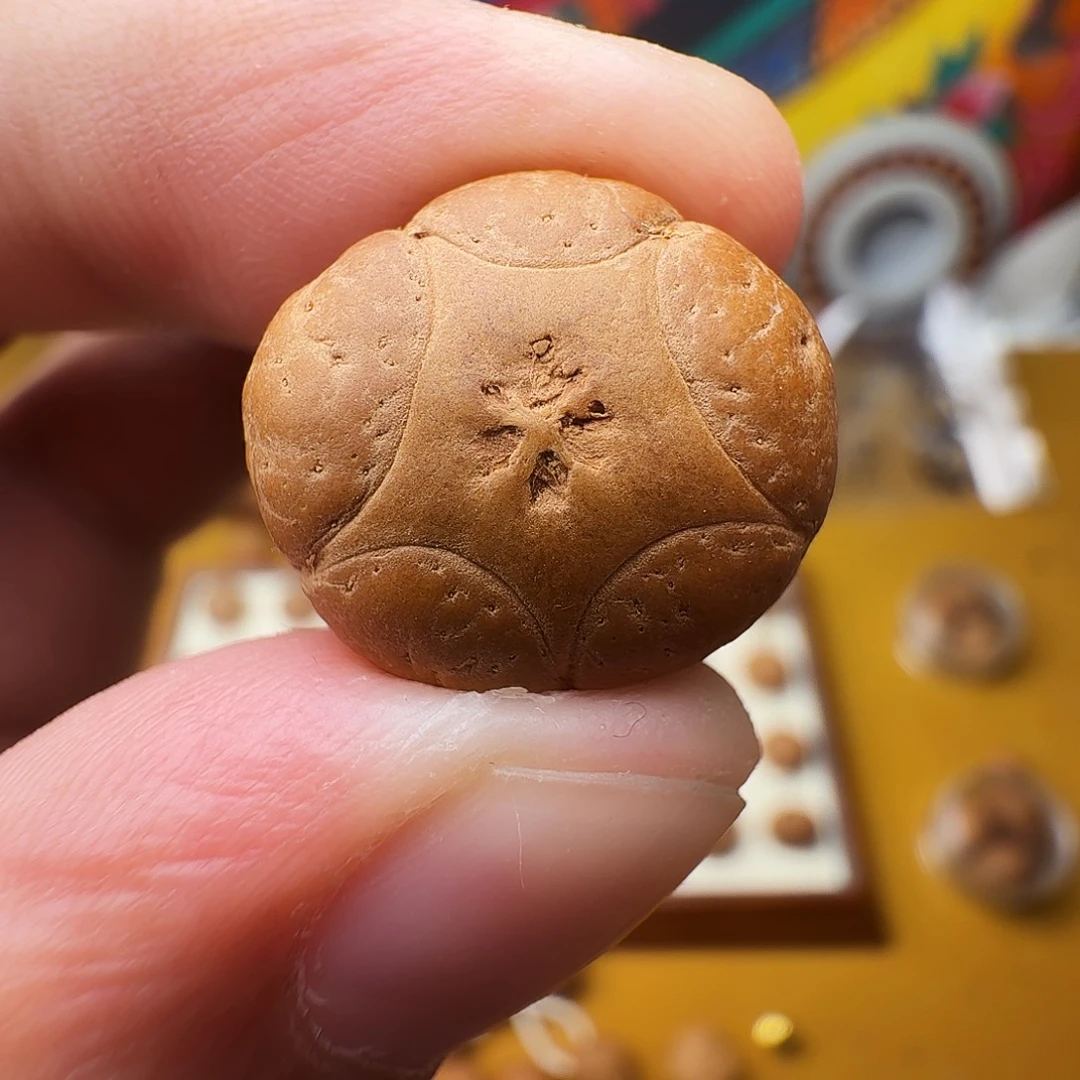 19+派五星单籽，一物一图